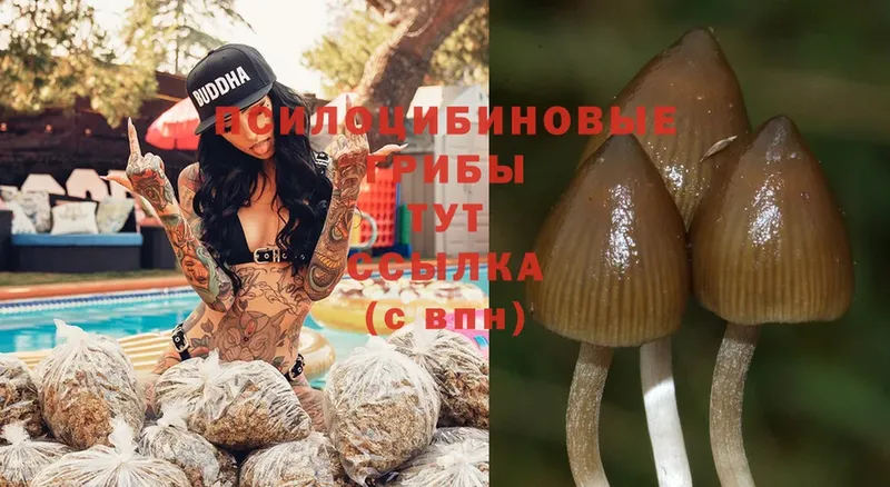 Галлюциногенные грибы Psilocybine cubensis  Видное 